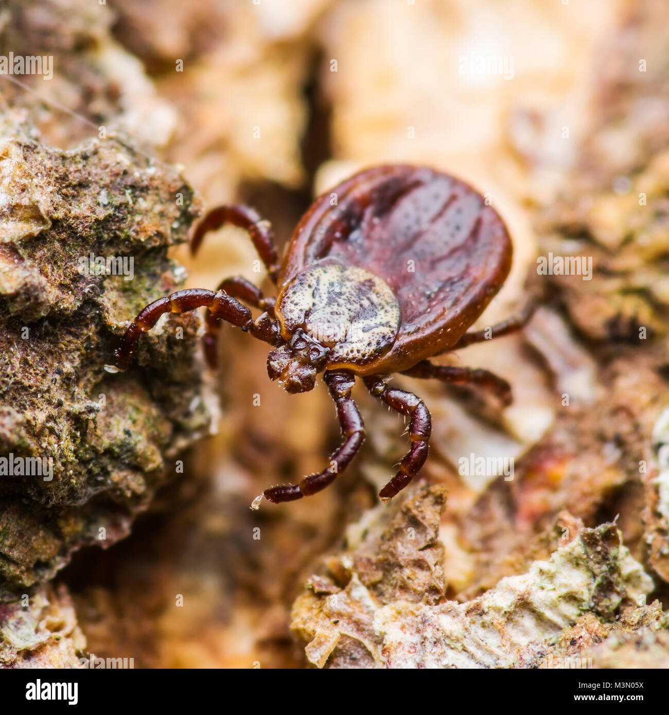 L'encéphalite ou Virus Lyme tique infectée d'insectes arachnides ramper sur bois Banque D'Images