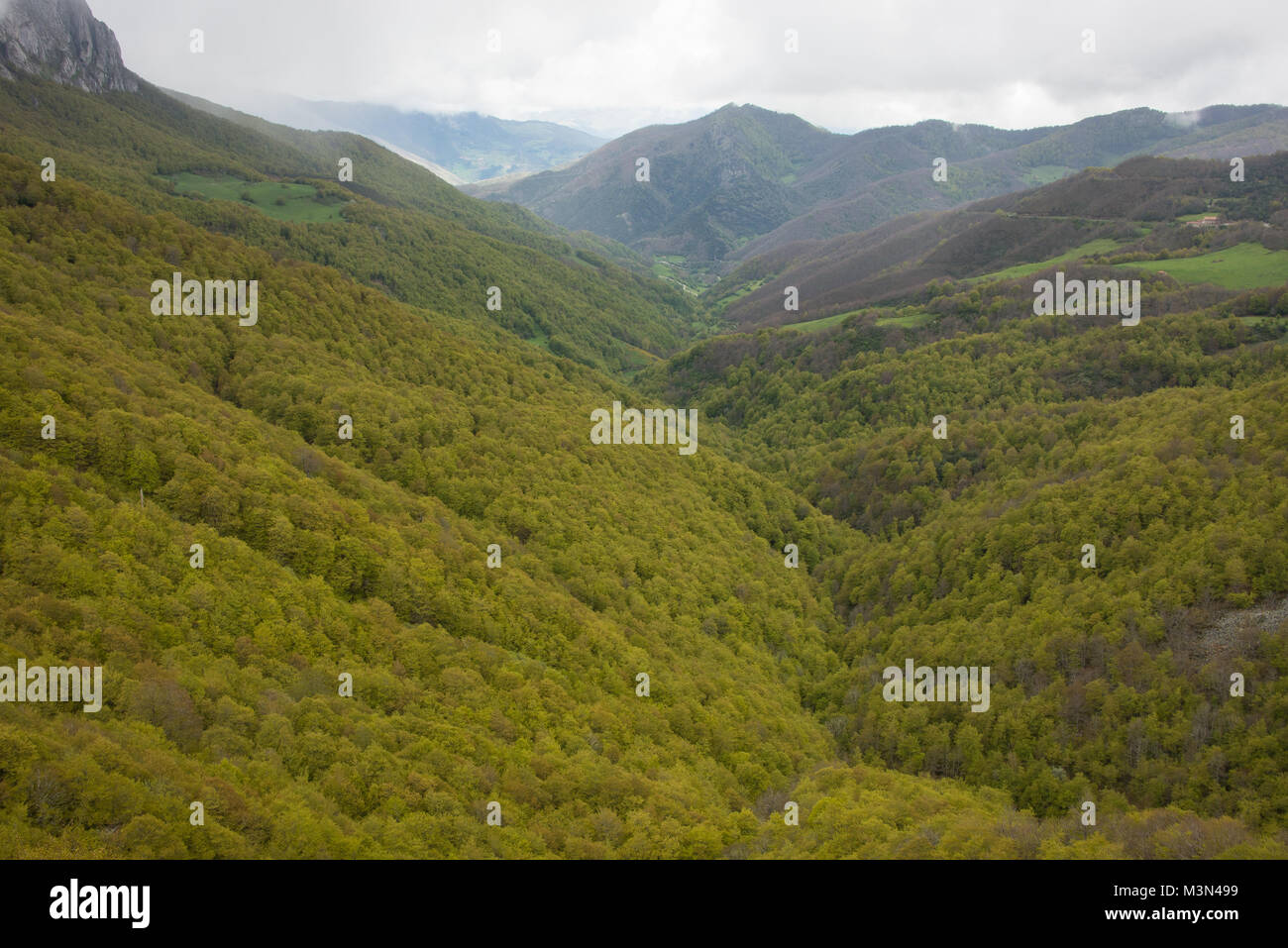Vallée boisée dans les montagnes du Parc National Picos de Europa, en Espagne. Banque D'Images
