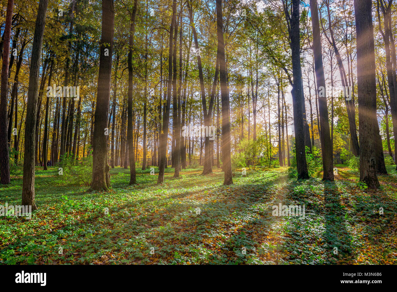 Forêt d'automne avec rayons de Banque D'Images