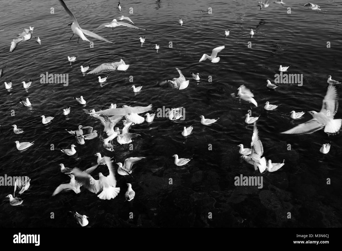 Les goélands en vol Banque D'Images