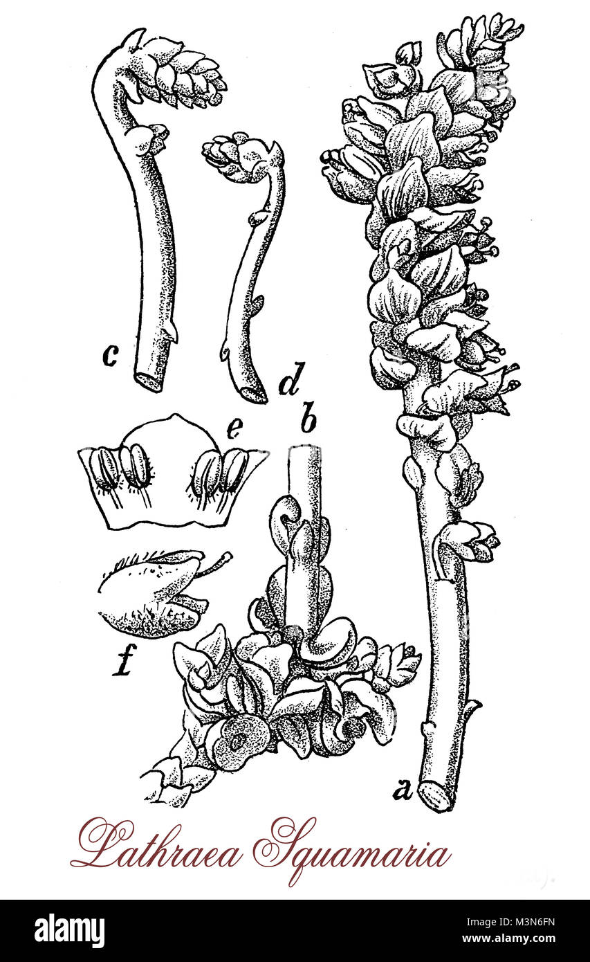 Lathraea squamaria vintage de gravure ou toothwort commune, plante parasite avec des échelles au lieu de feuilles et d'inflorescences rose Banque D'Images