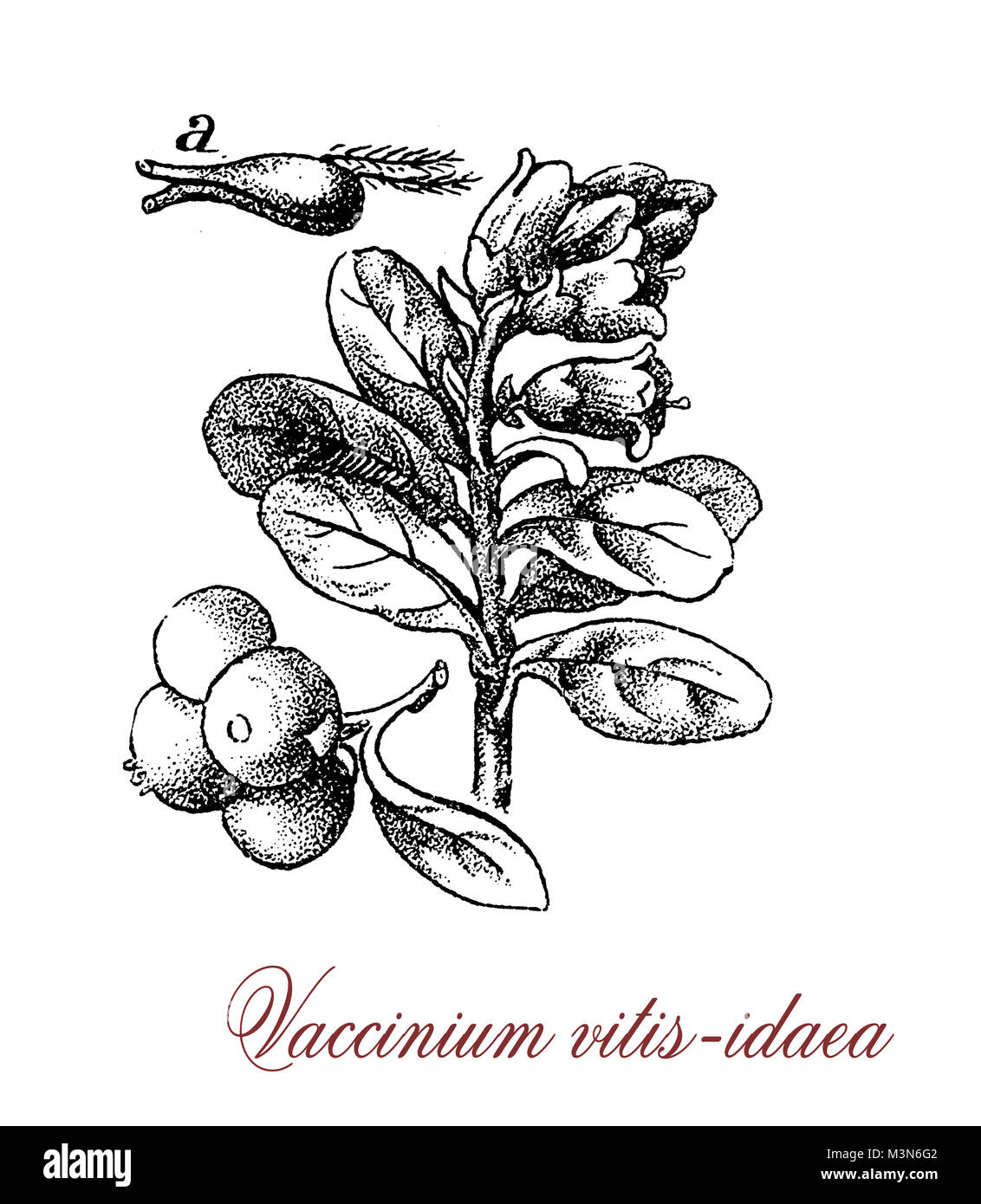 Vintage gravure de Vaccinium vitis idaea ou airelle rouge, arbuste de croître à basse température (artic) avec des baies comestibles rouge Banque D'Images