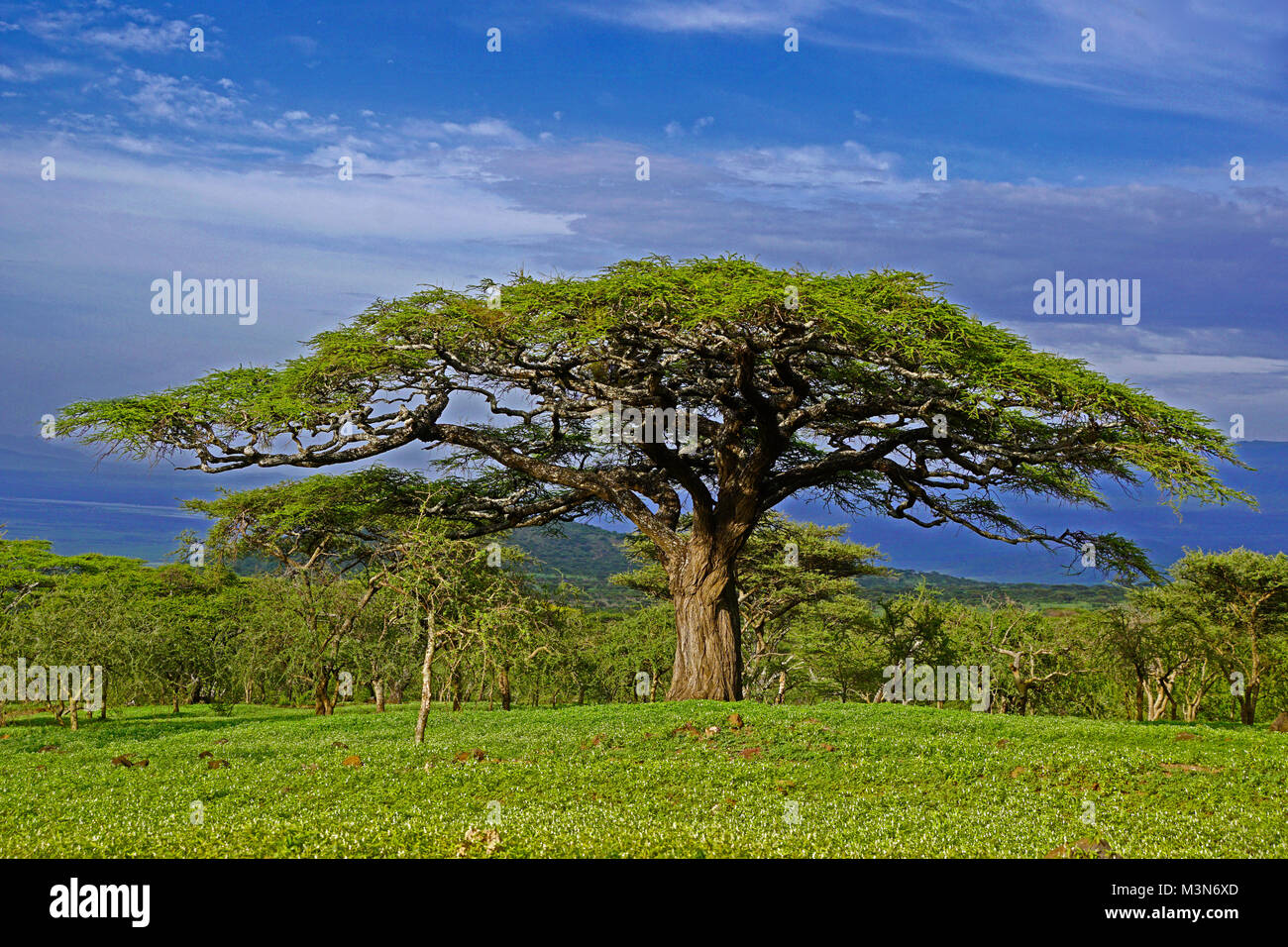 Umbrella acacia sur les plaines du Serengeti en Tanzanie. Banque D'Images