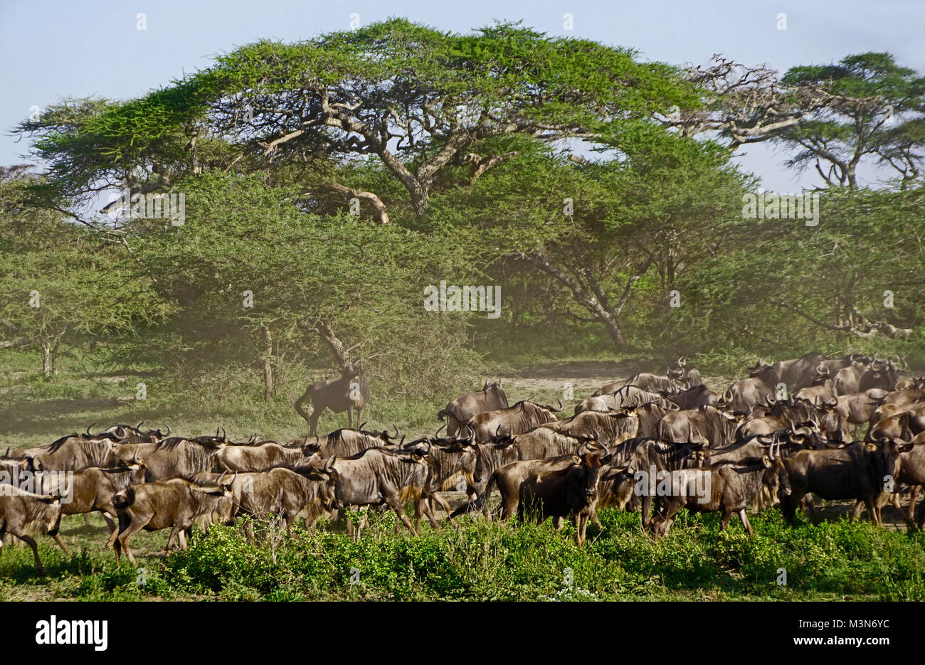 Troupeau de gnous rassemblement pour grande migration under umbrella acacia arbres sur les plaines du Serengeti de Tanzanie. Banque D'Images