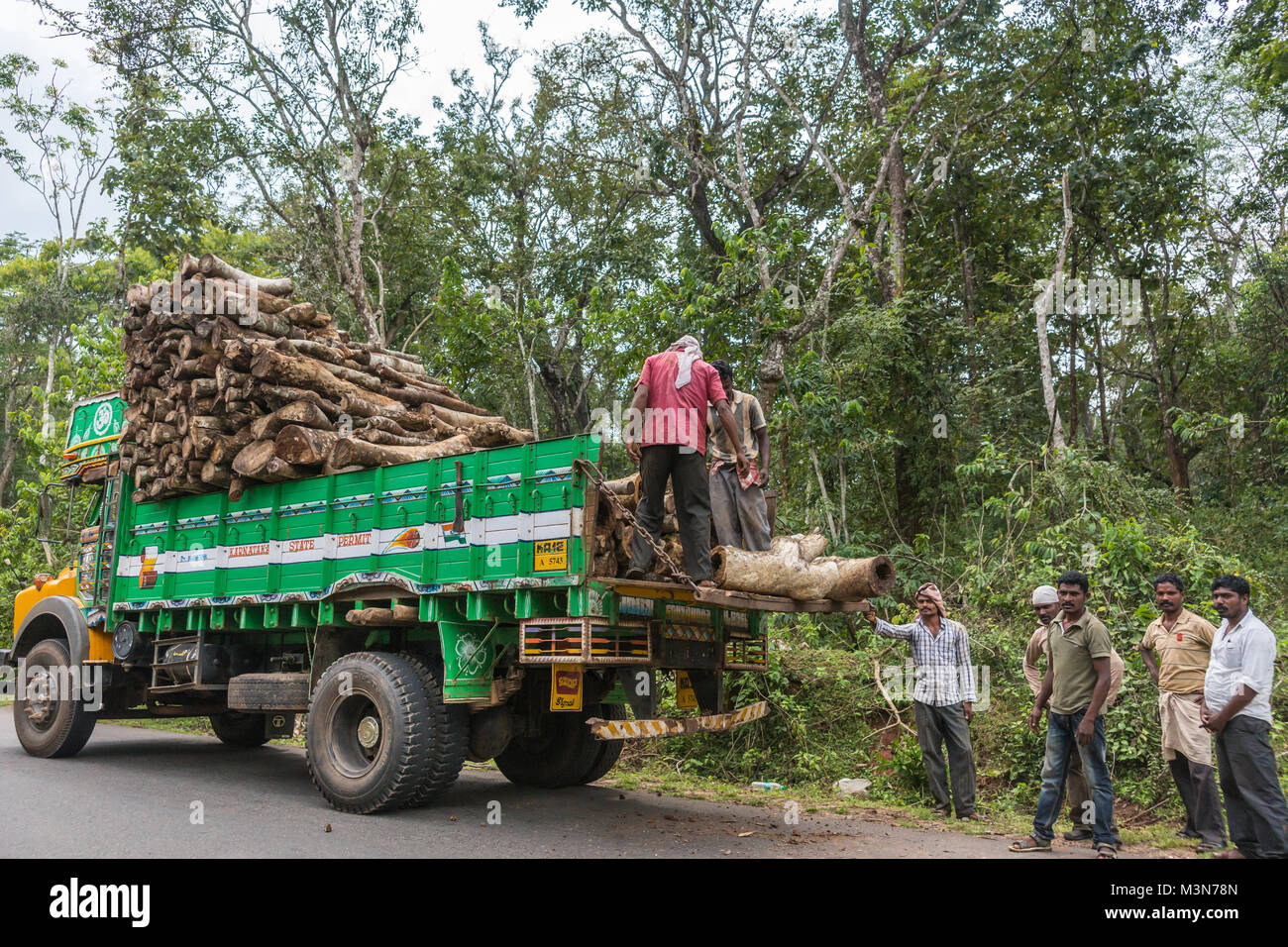 Coorg, Inde - le 29 octobre 2013 : l'équipage d'hommes tribaux charger des morceaux de troncs d'arbre sur green dump truck le long de la route à travers la forêt près de Rangasamudra village Banque D'Images