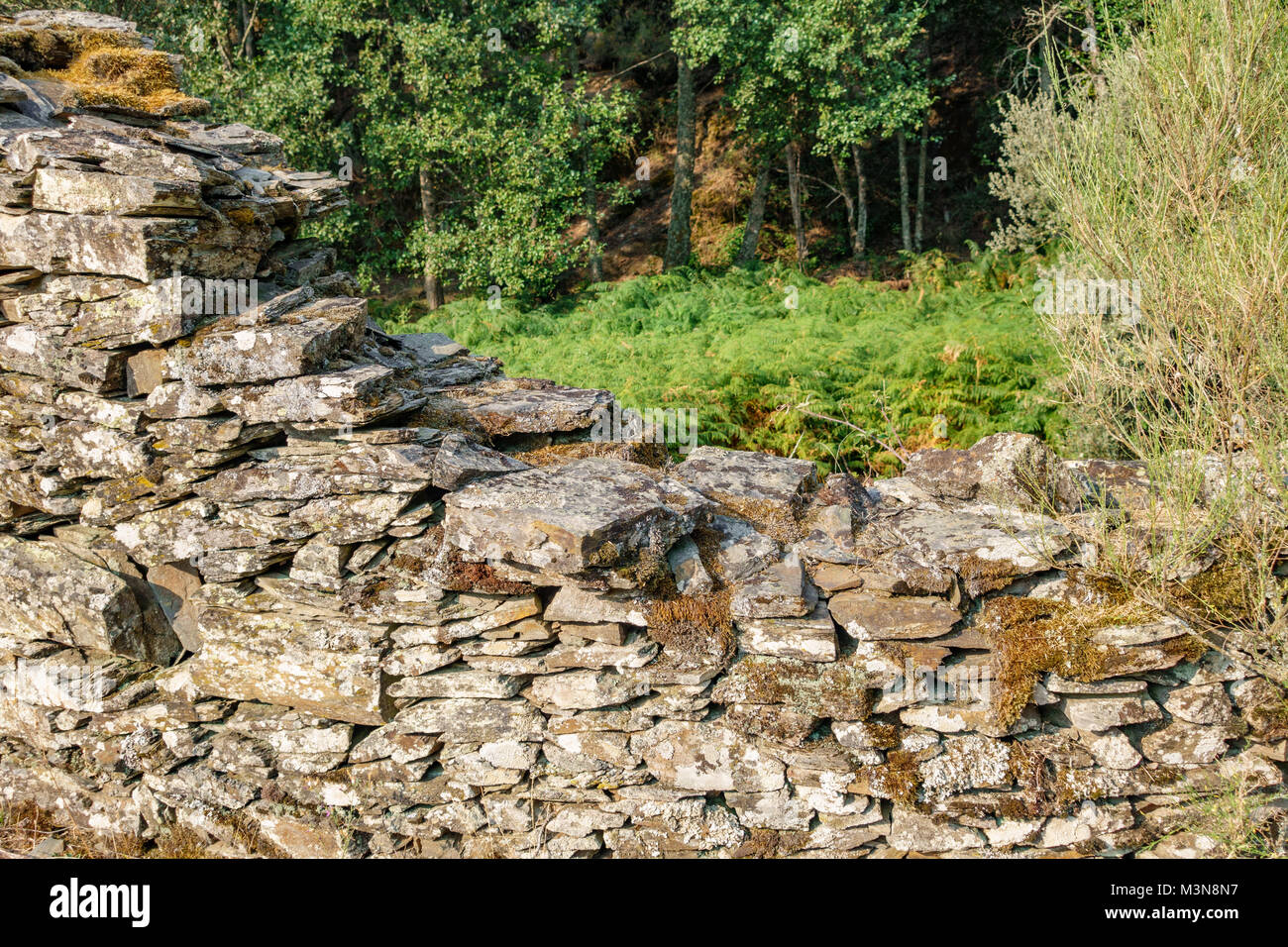 Vieux Mur de pierre abandonnées et fern Banque D'Images