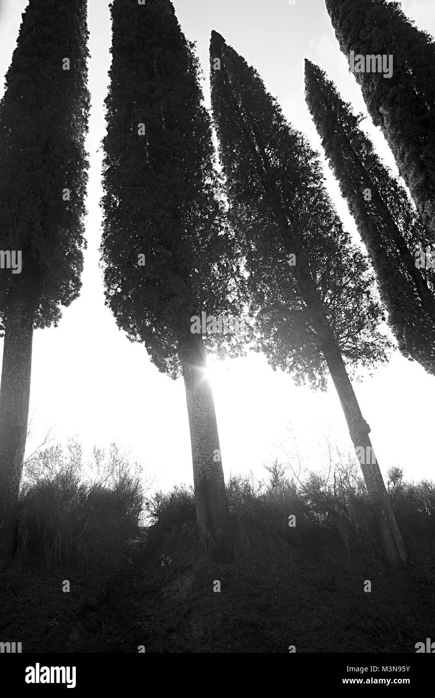 Cyprès en Toscane - Val D'Orcia, San Giovanni d'asso, Monterongriffoli Banque D'Images