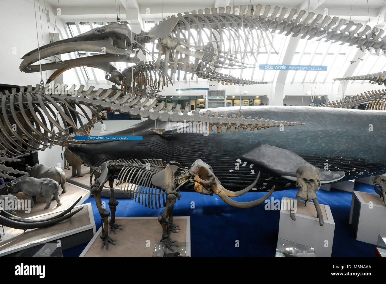 Les grands mammifères Hall à Natural History Museum de Londres, Angleterre, Royaume-Uni. 5 avril 2015 © Wojciech Strozyk / Alamy Stock Photo Banque D'Images