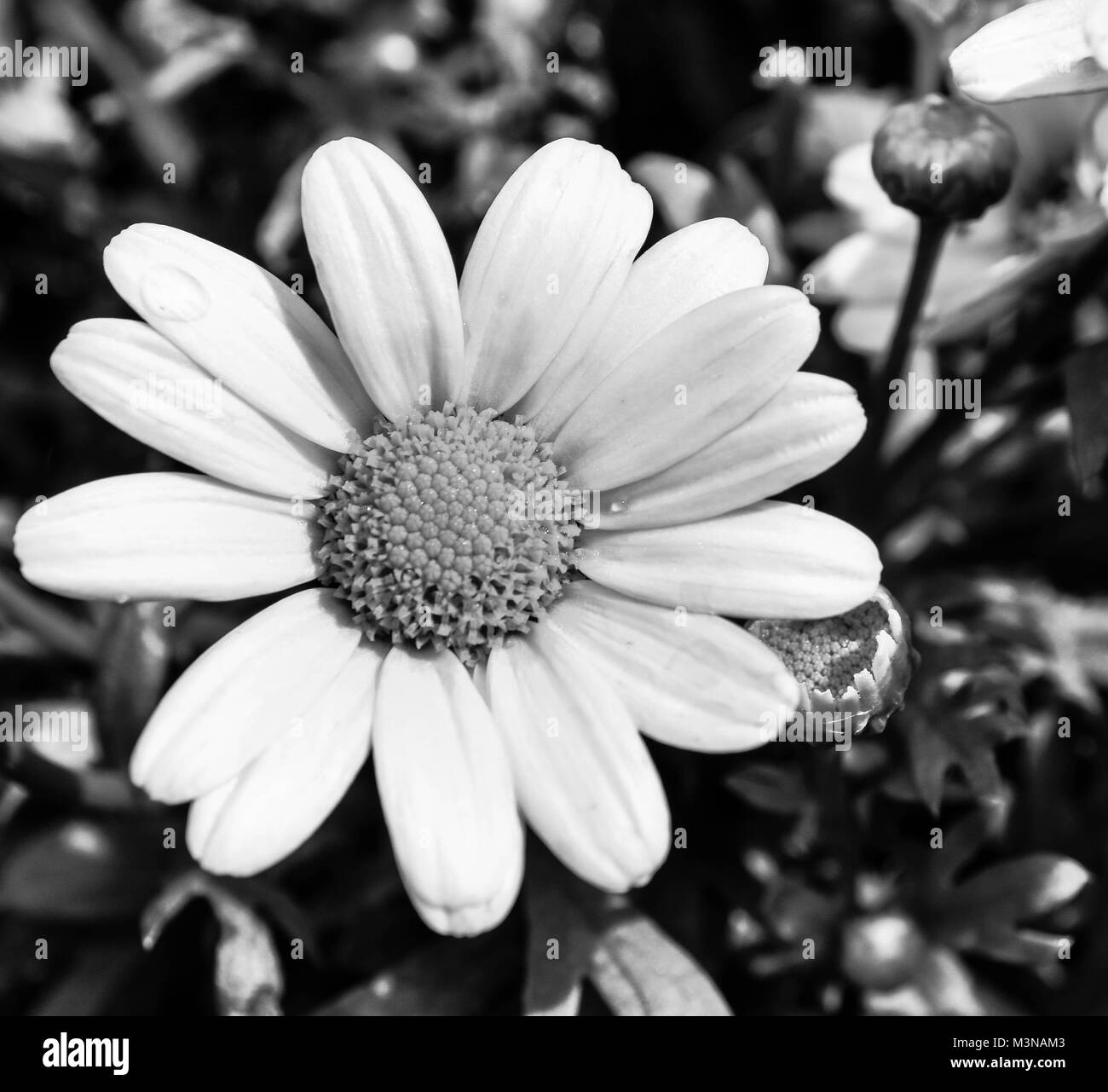 Image en noir et blanc d une marguerite en fleur Photo Stock Alamy