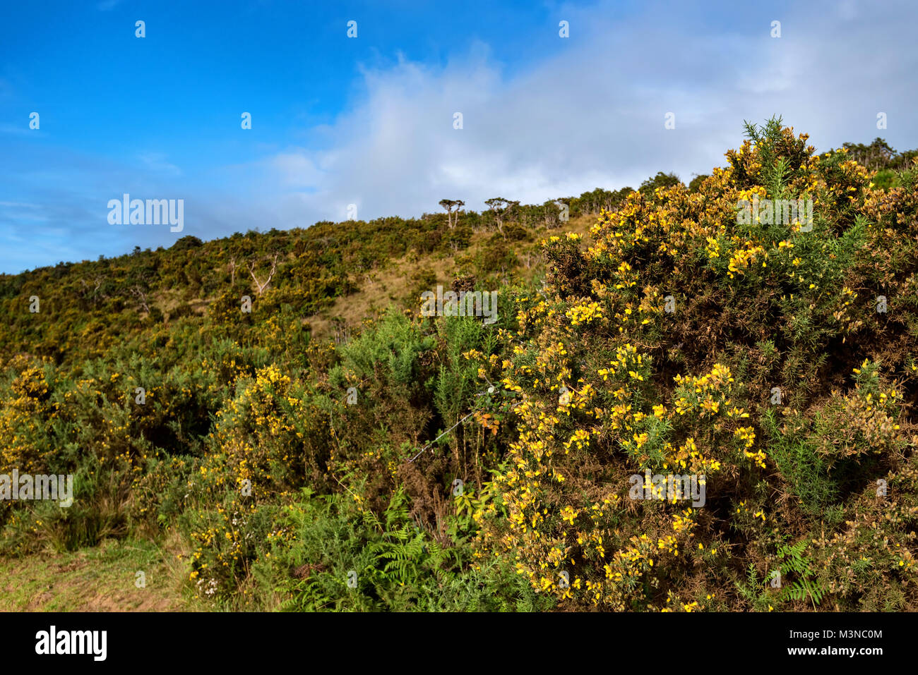 Commune de floraison ou d'ajoncs Ulex europaeus Banque D'Images