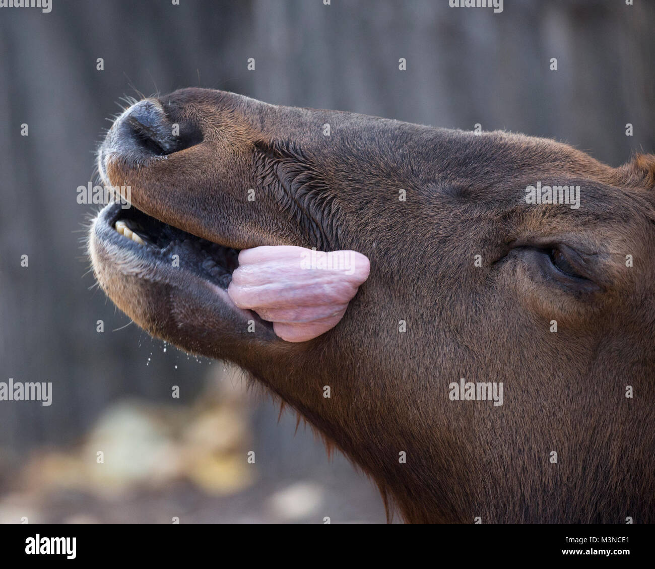 Le wapiti (Cervus canadensis) langue léchant face Banque D'Images