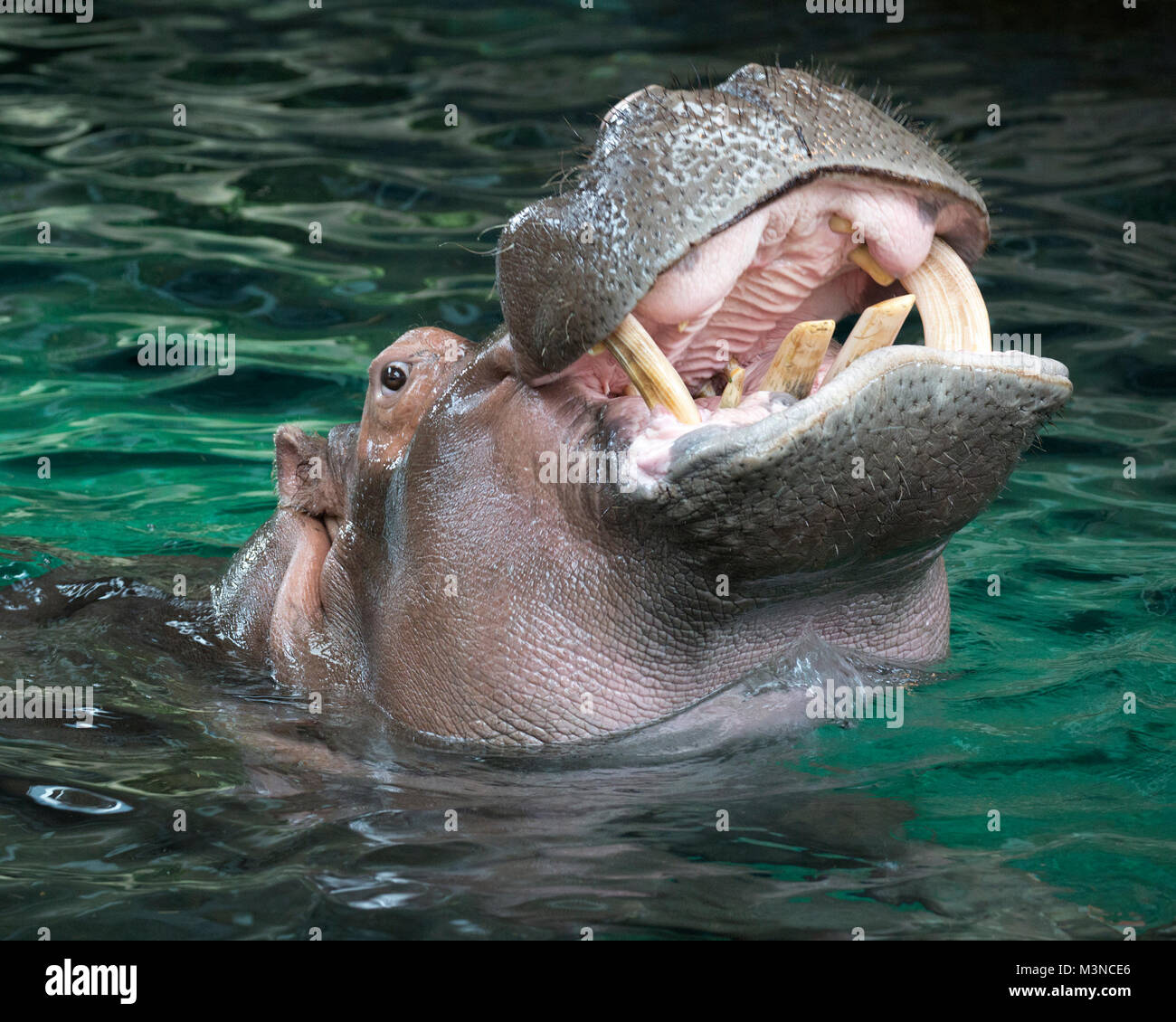 Hipopopotamus avec bouche ouverte montrant des dents (Hipopopotamus amphibius) Banque D'Images