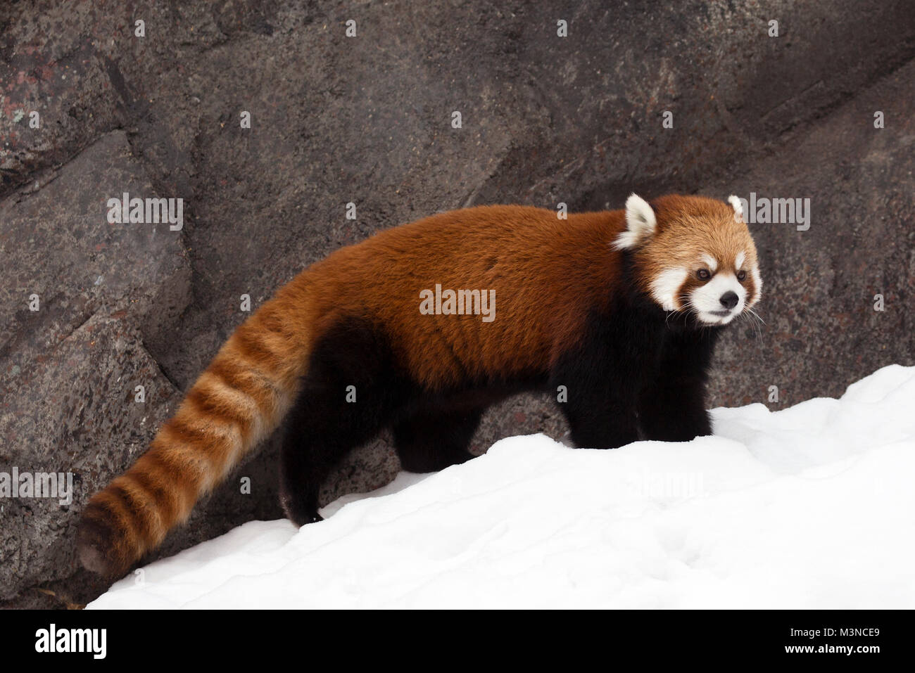 Le panda rouge (Ailurus fulgens) dans la neige Banque D'Images