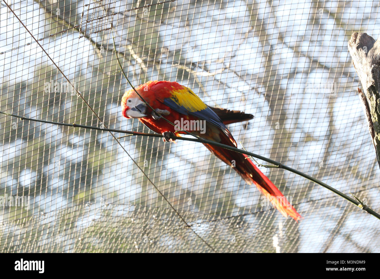 Hellroter Ara, Zoo, Allwetterzoo Münster Besuch, Muenster, 30.12.2016 Banque D'Images