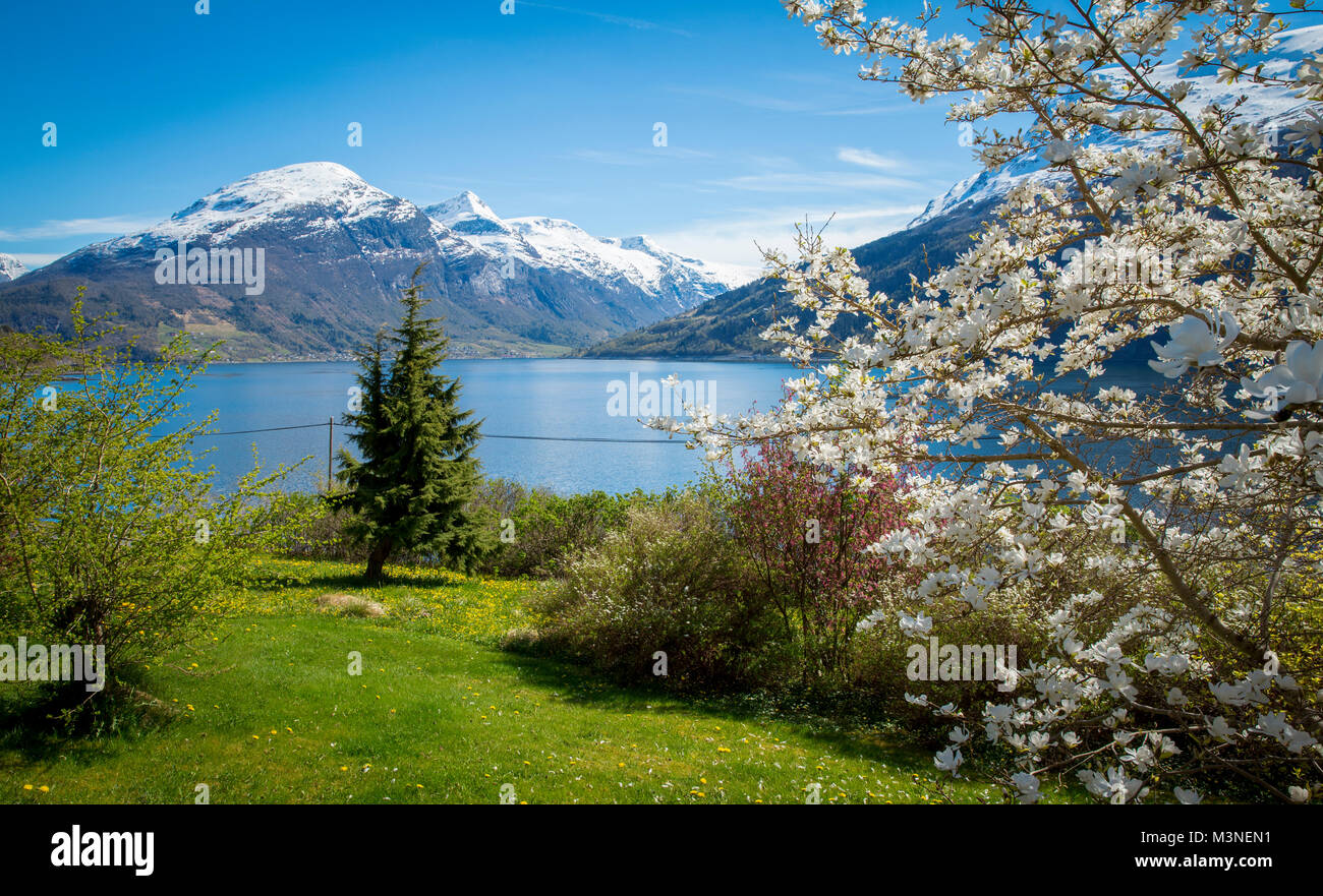 Panorama du fjord avec blossoming apple tree, Norvège Banque D'Images