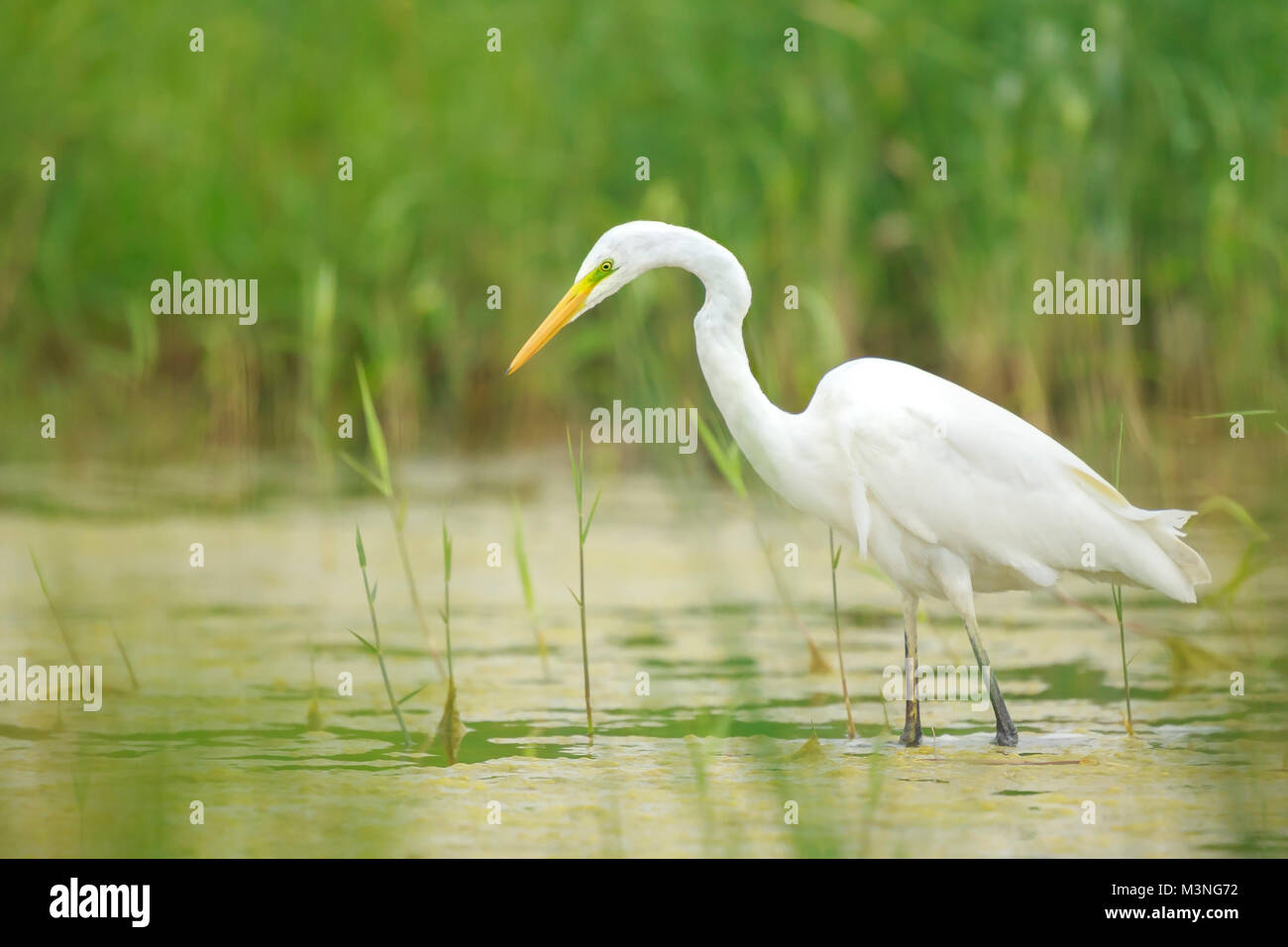 Close-up d'une grande aigrette Ardea alba de nourriture des oiseaux de la sauvagine et la chasse dans les zones humides vert de roseaux et de l'eau Banque D'Images