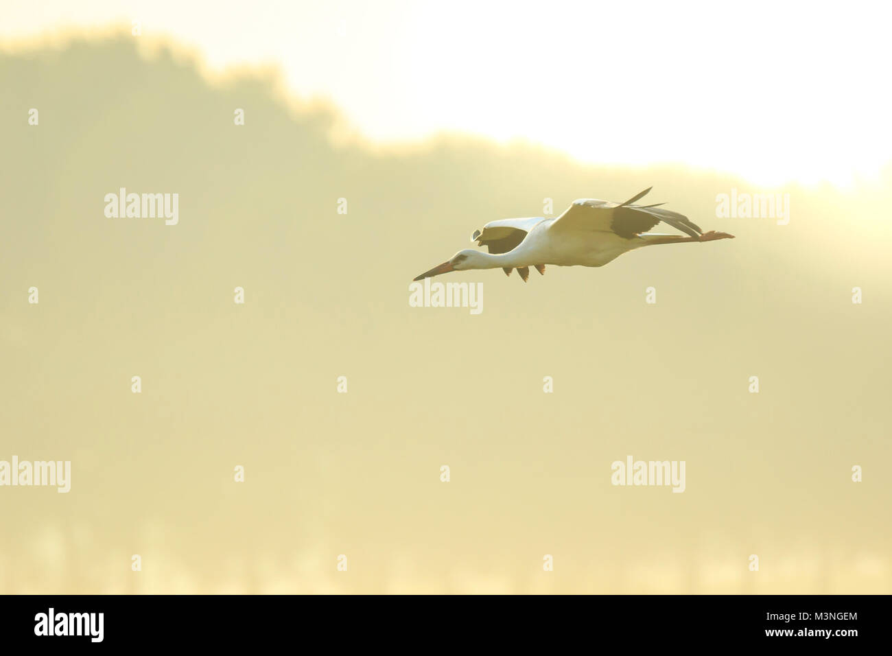 Stork Ciconia ciconia en vol atterrissage sur une prairie humide brouillard lors d'un matin d'été. Le lever du soleil est situé au-dessus de l'horizon Banque D'Images