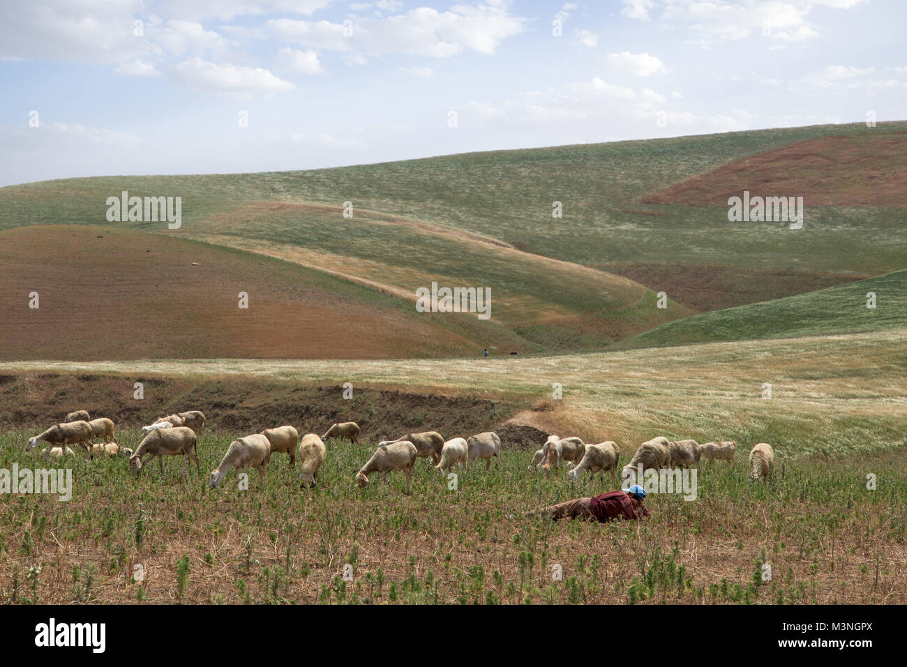 Berger moutons pâturage repos champ paralysant regarder Maroc Banque D'Images