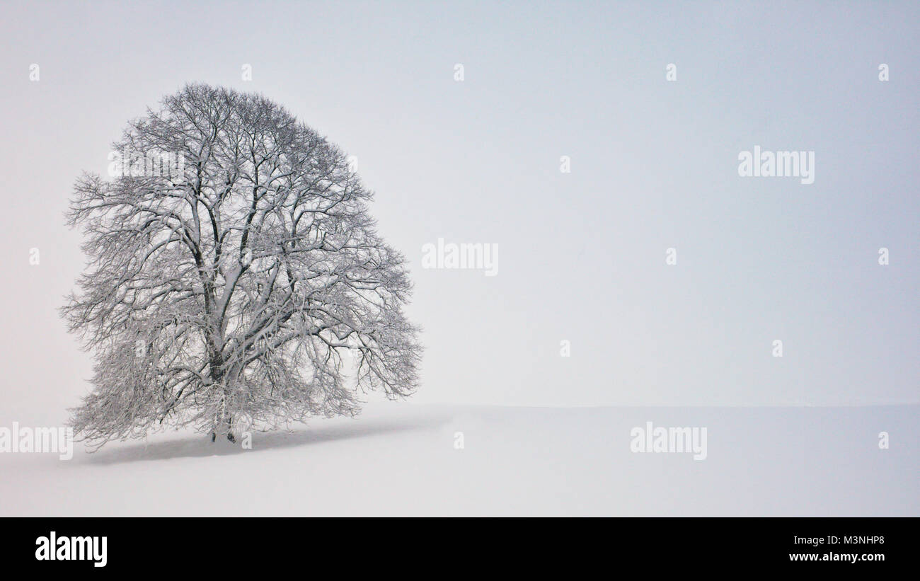 Un seul arbre seul sur un jour de neige Banque D'Images