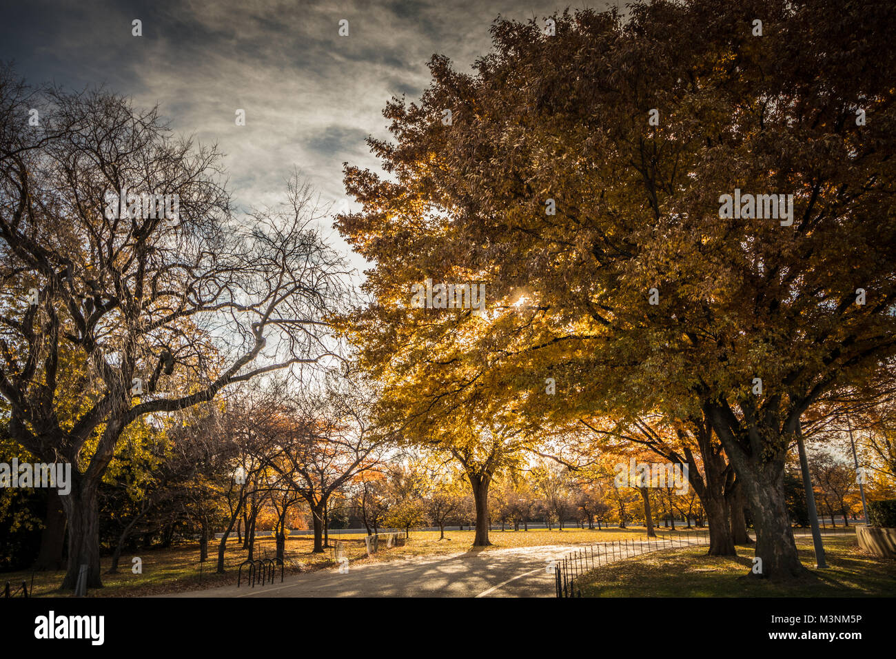 Les arbres d'automne à Washington DC Banque D'Images