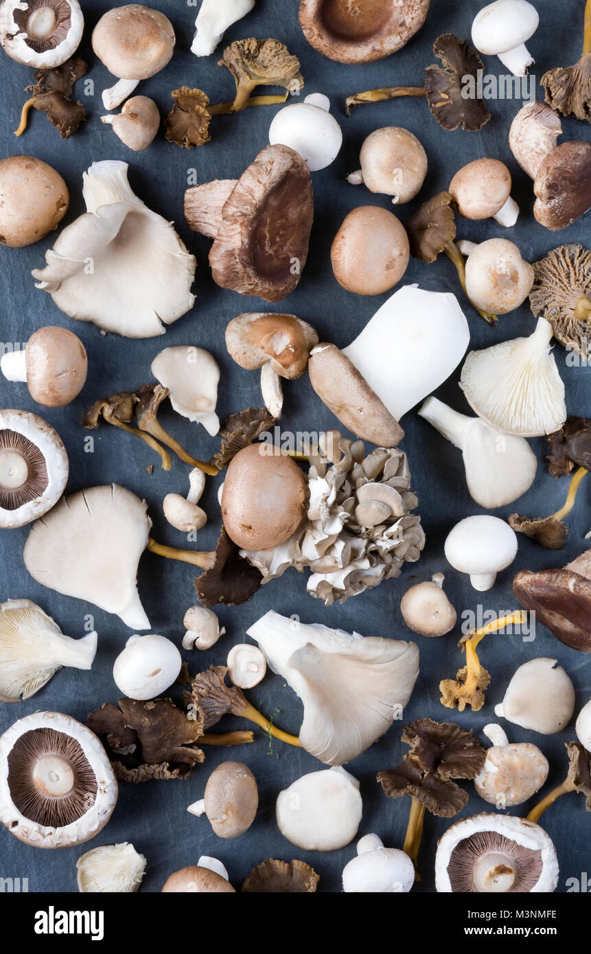 Sélection de champignons sauvages et d'élevage sur un fond d'ardoise. Banque D'Images
