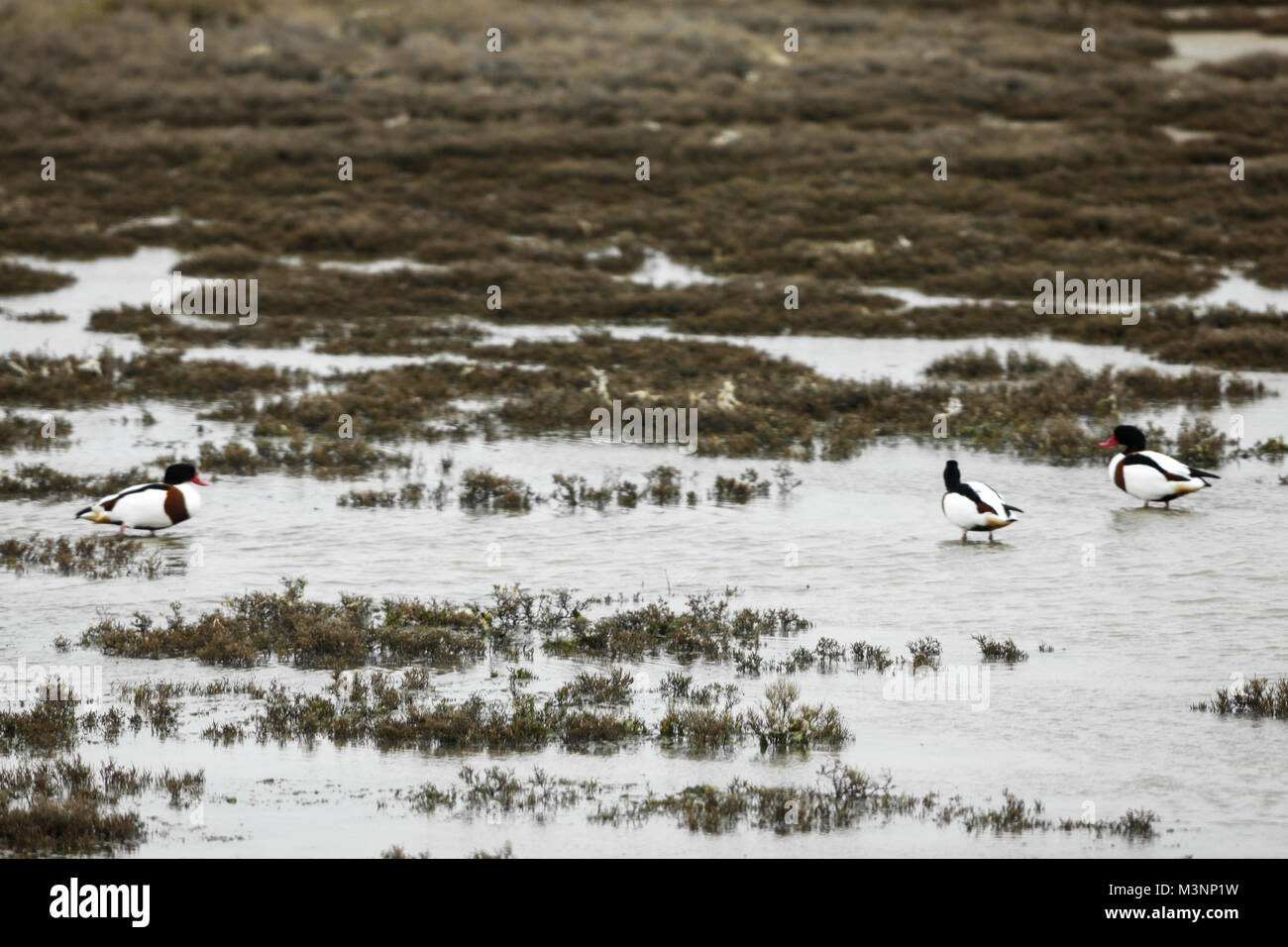 Des canards au delta de la rivière Evros, Grèce Banque D'Images