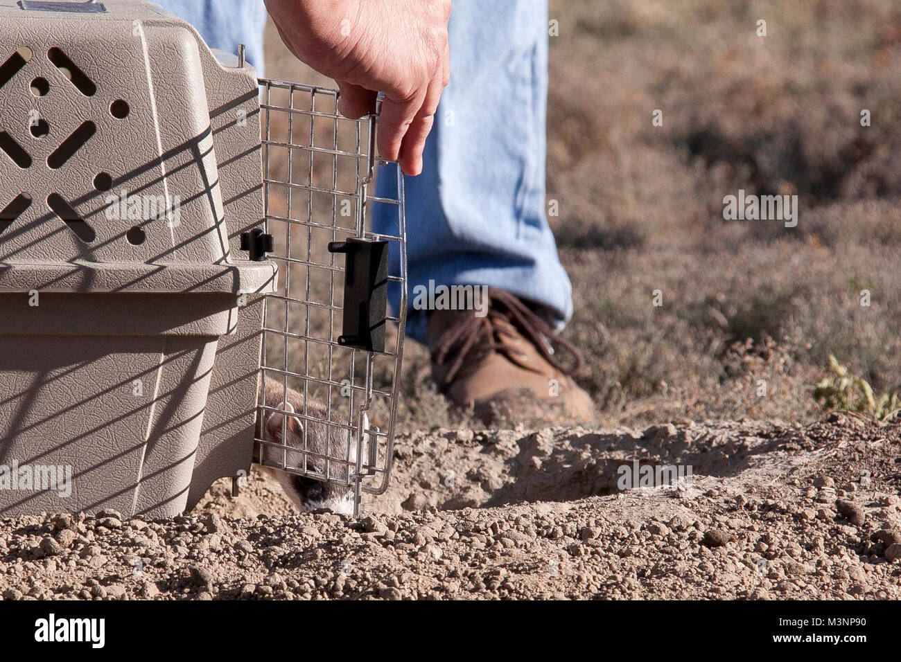 Black-footed Ferret Festival. Badlands National Park a commémoré la redécouverte de putois d'Amérique dans la nature avec un Festival des furets. Banque D'Images