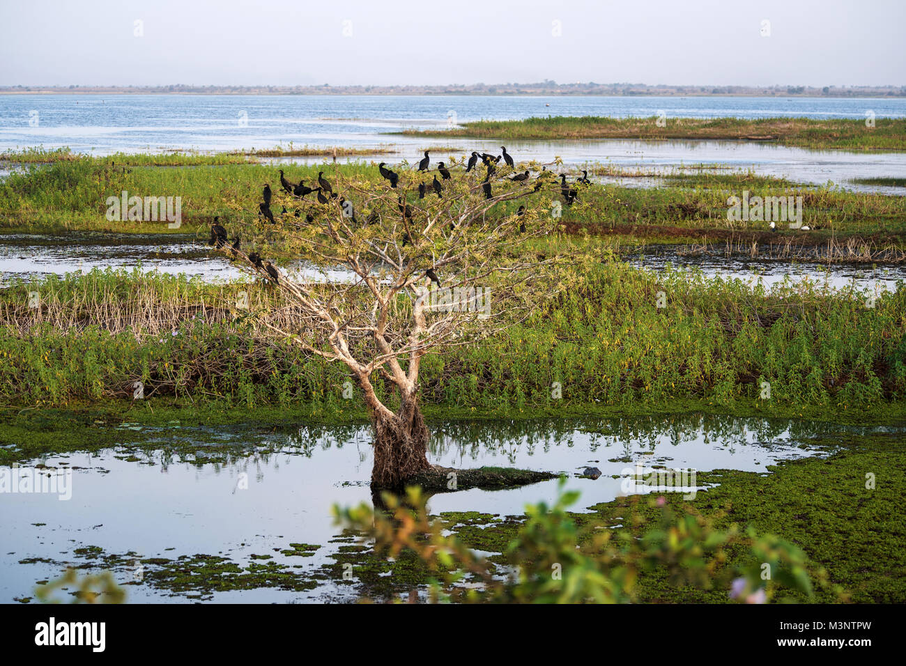 Oiseaux, cormoran Tadoba Wildlife Sanctuary, Maharashtra, Inde, Asie Banque D'Images