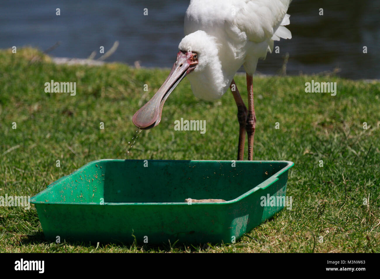 Spatule d'Afrique (Platalea alba) alimenté à Chimp Haven dans le parc du Lion Drakenstein, Klapmuts, Afrique du Sud. Banque D'Images