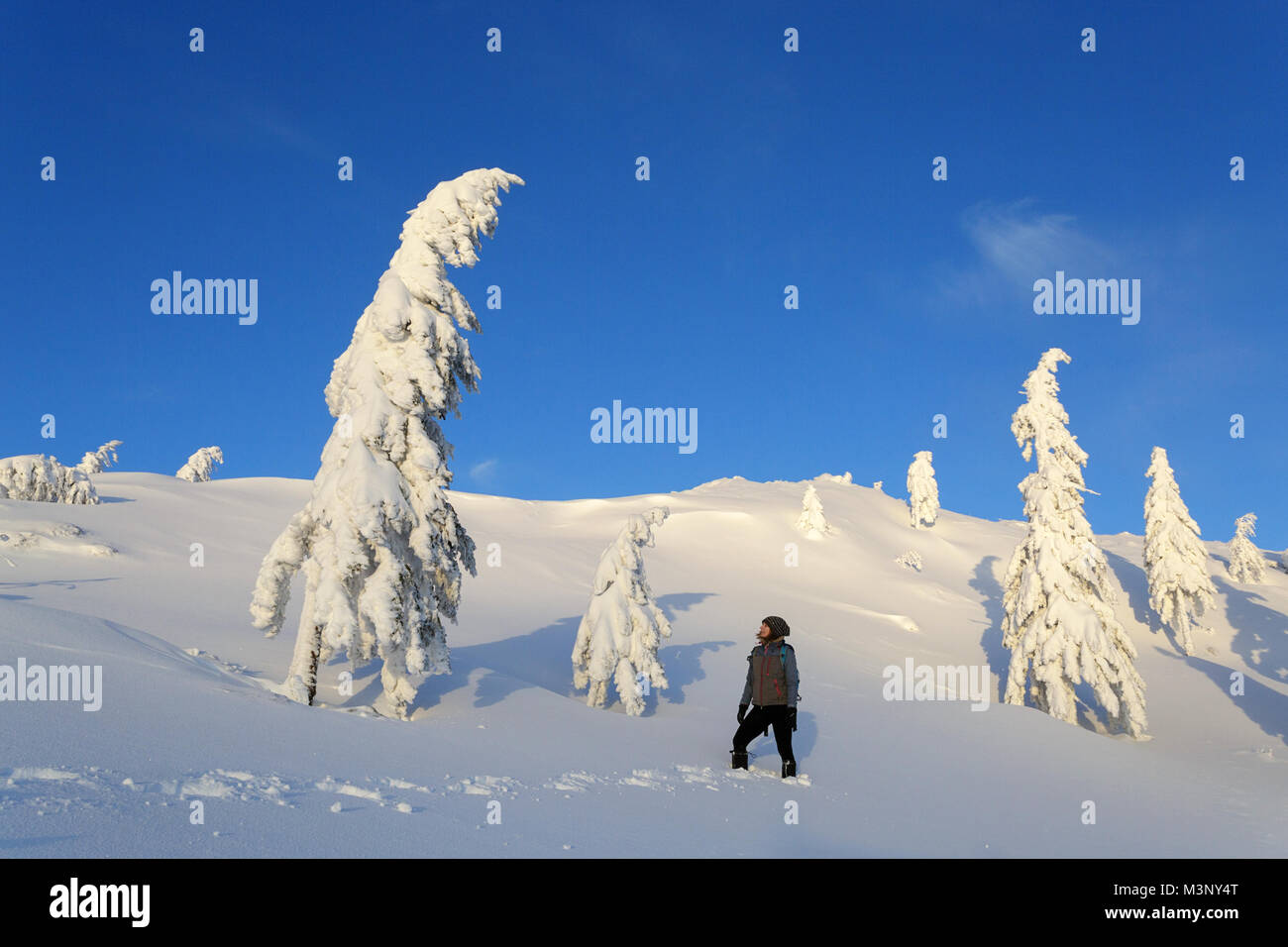 Femme debout entre les pins on a snowy Winter Wonderland Velika planina, la montagne, la Slovénie. Banque D'Images