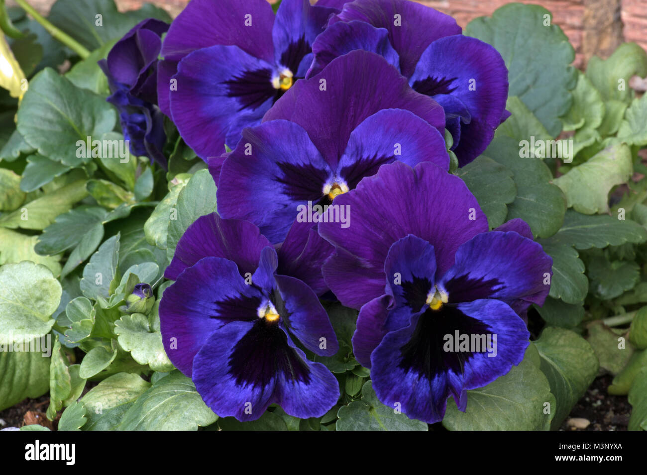 Fleurs violettes et bleues comestibles de winter-flowering pensées. Banque D'Images