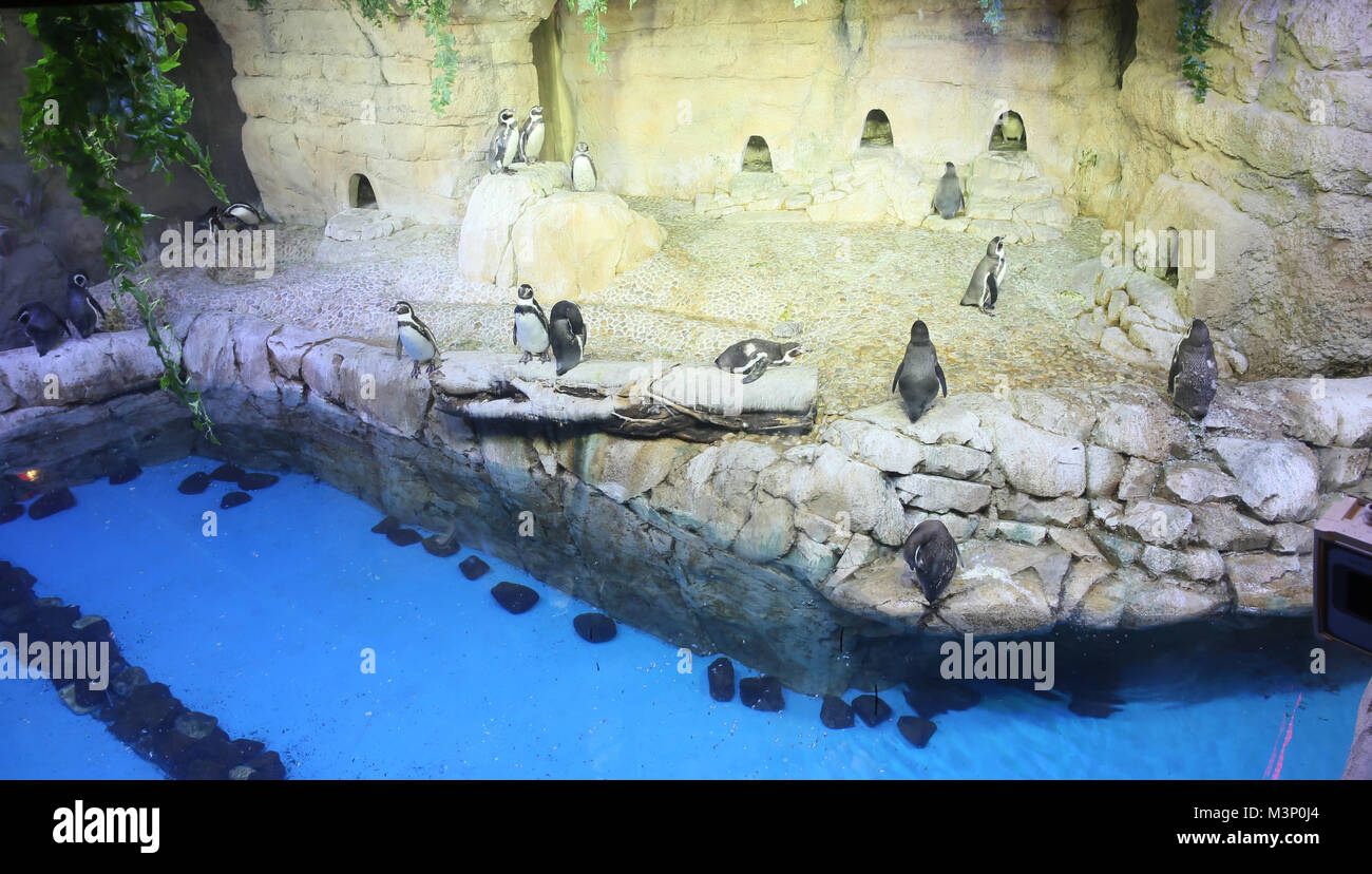 Des pingouins dans le zoo de Dubaï. Émirats arabes unis. Banque D'Images