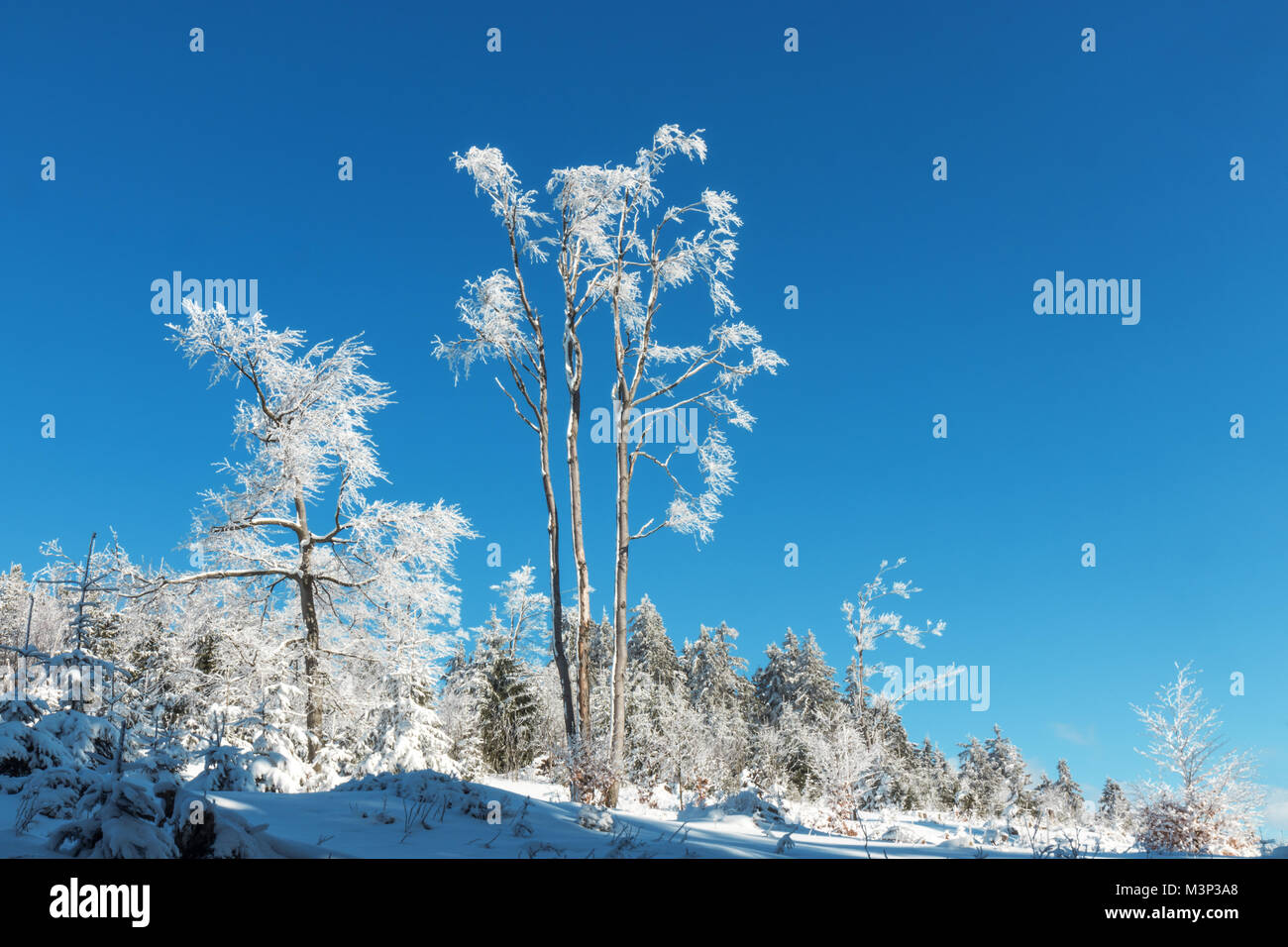 Les Arbres enneigés dans la clairière dans les bois. Ciel bleu sur l'arrière-plan. Saison d'hiver en forêt de montagne. Belle journée ensoleillée. Banque D'Images