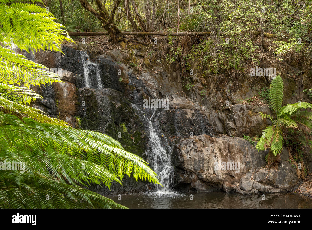 La Lilydale Falls, Lilydale, Tasmanie, Australie Banque D'Images