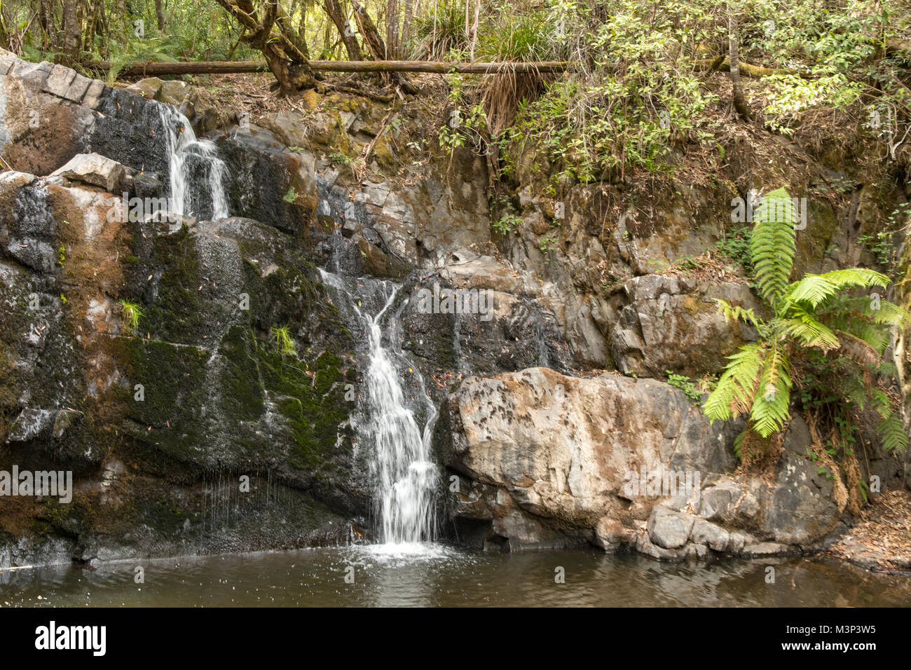 La Lilydale Falls, Lilydale, Tasmanie, Australie Banque D'Images