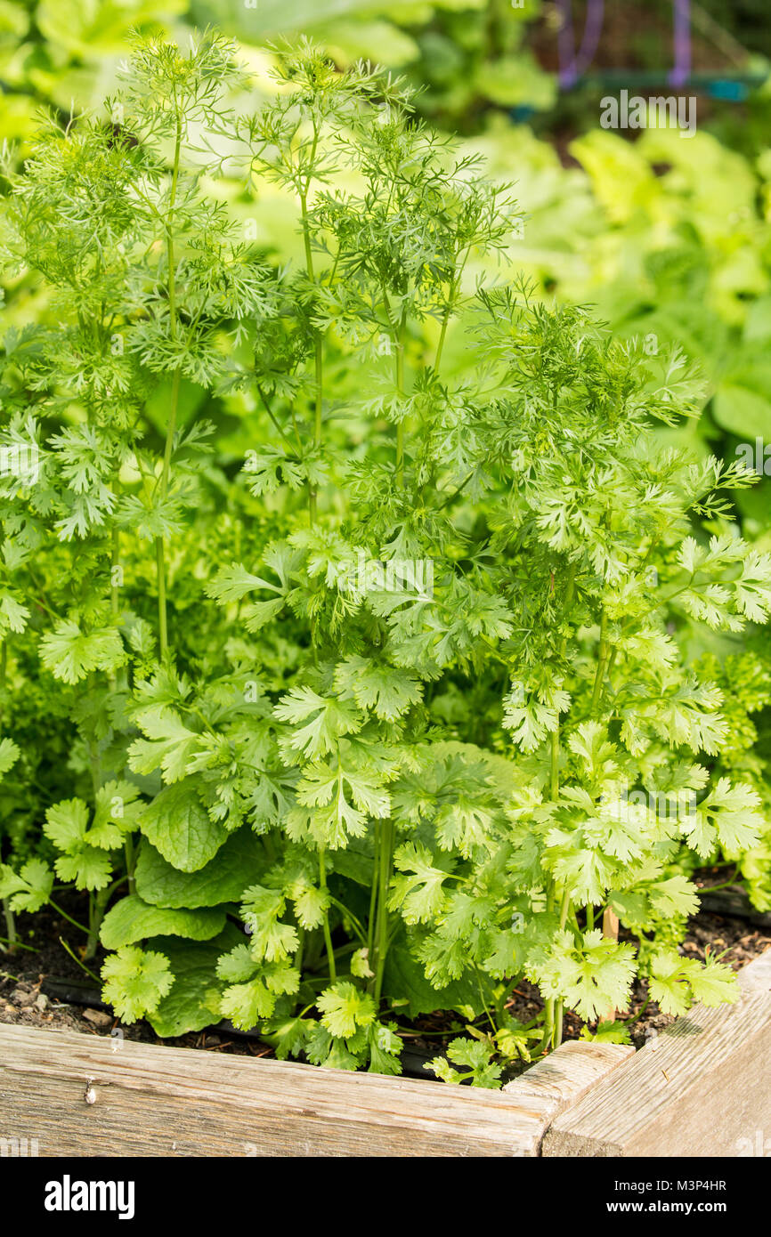 De plus en plus de la coriandre dans un jardin à Issaquah, Washington, USA. La coriandre (Coriandrum sativum) est utilisée dans un grand nombre de plats différents. Banque D'Images