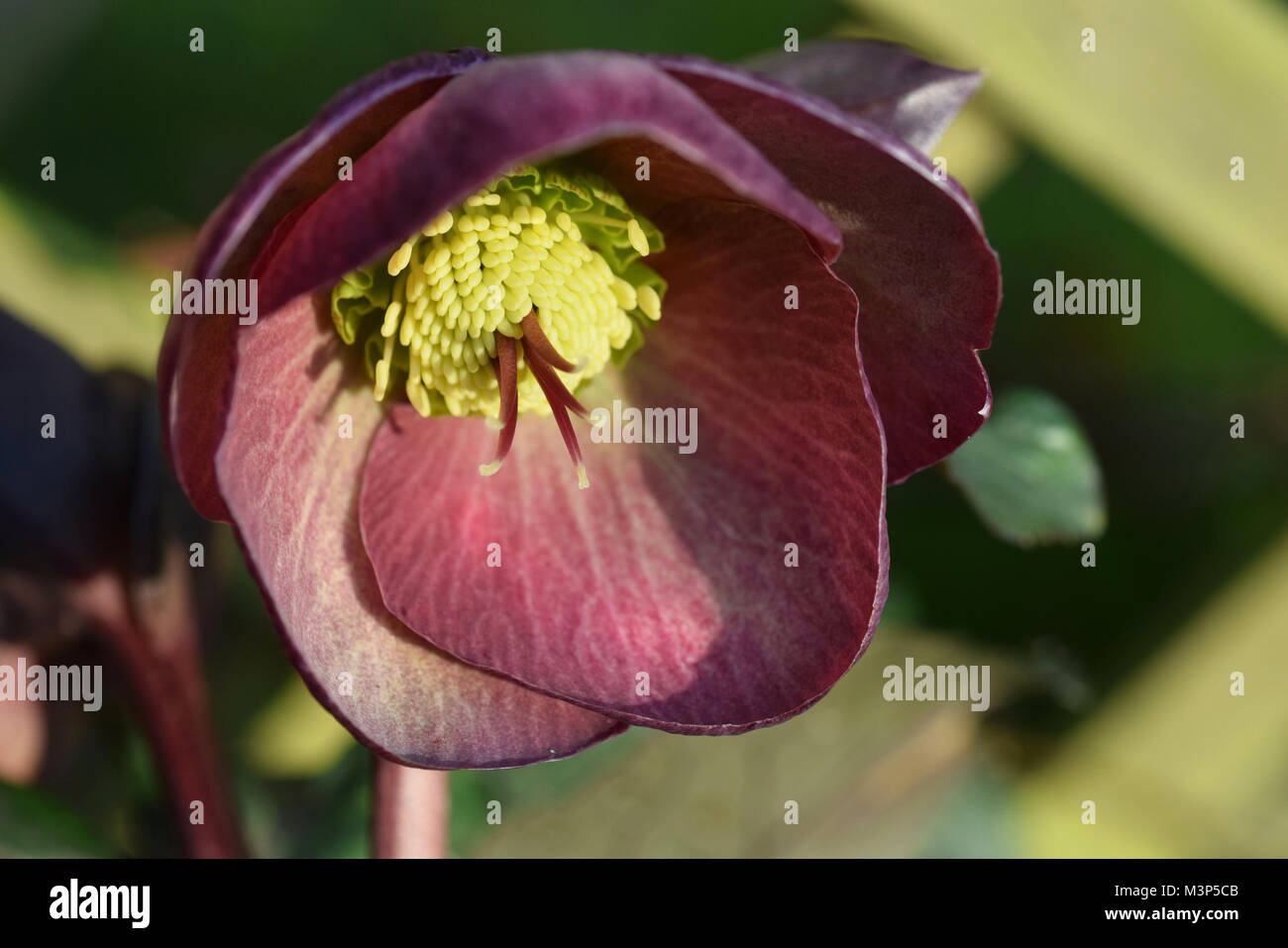 Dana a dulcet hellebore Banque D'Images