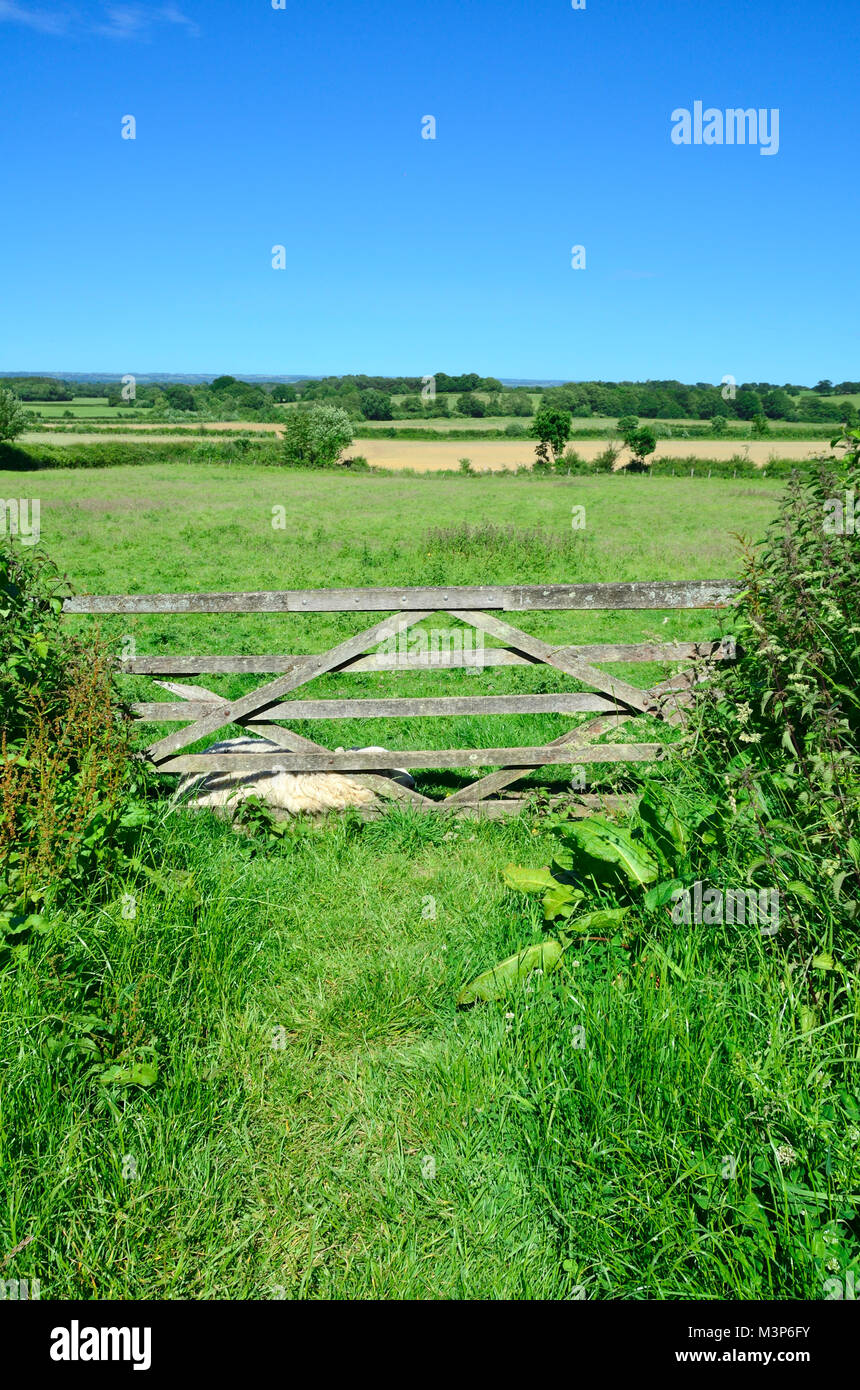 Sissinghurst, Kent, Angleterre. 5-bar menant dans un champ Banque D'Images