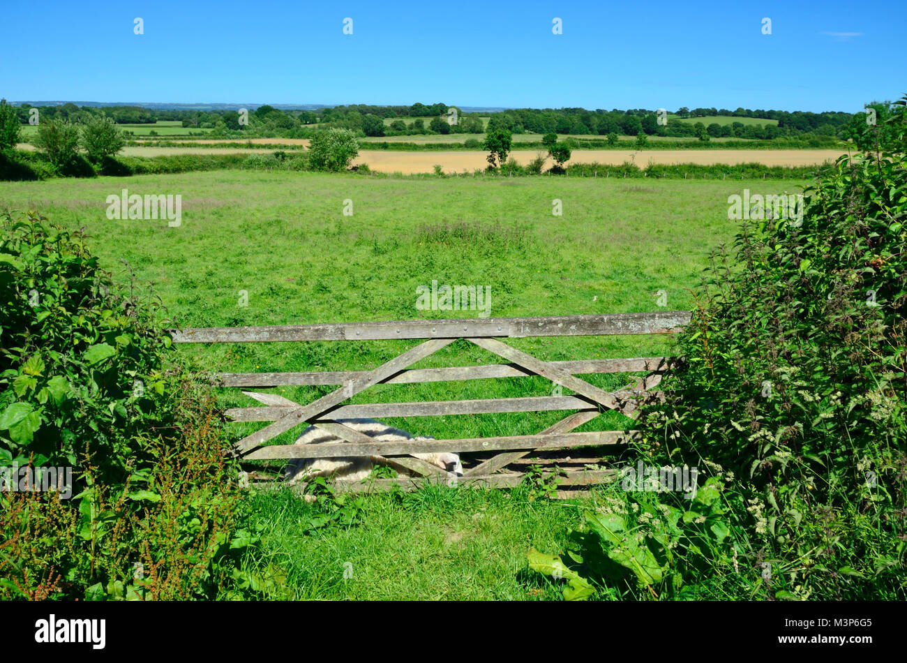 Sissinghurst, Kent, Angleterre. 5-bar menant dans un champ Banque D'Images