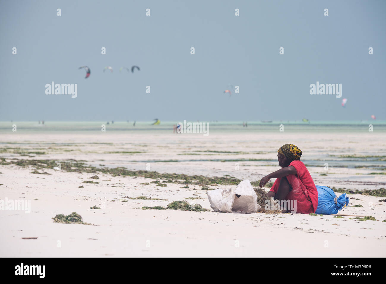 La PAJE, Zanzibar - DEC 23, 2017 : femme locale cultivée de tri des algues sur la plage de sable de l'île de Zanzibar, près de village de Paje Banque D'Images