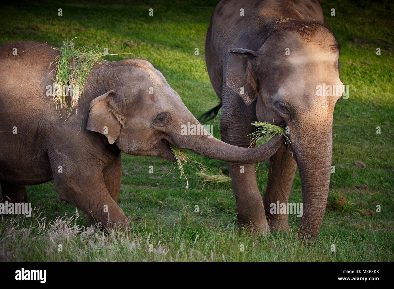 L'éléphant d'Asie au ZSL zoo de Whipsnade Banque D'Images