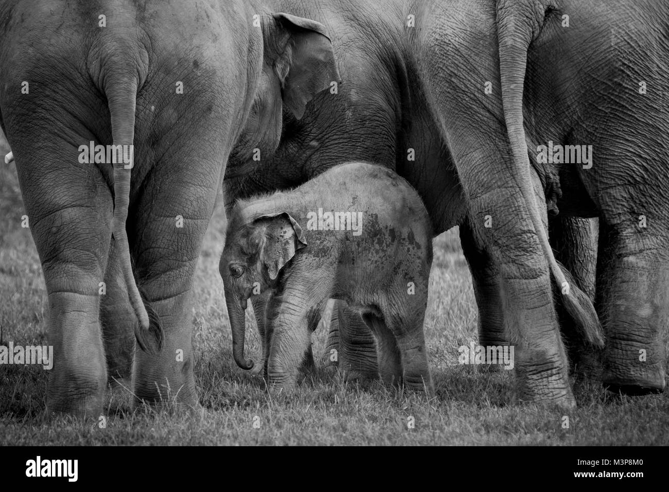 Bébé éléphant asiatique, protégé par deux adultes au ZSL zoo de Whipsnade Banque D'Images