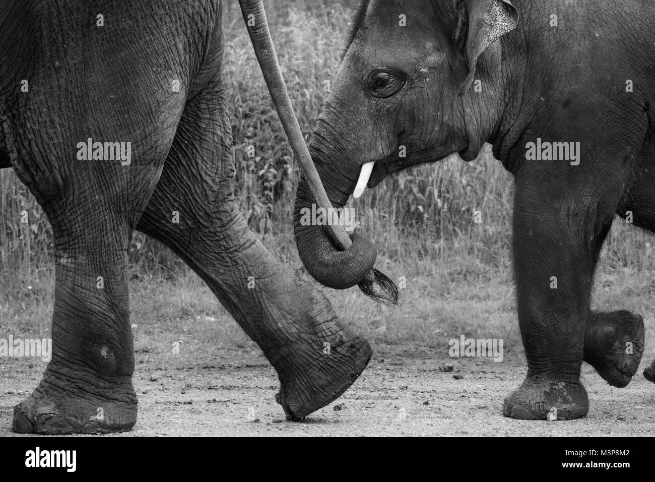 Les éléphants d'Asie balade dans la ligne, l'un des éléphants une autre attente en ligne à la queue ZSL zoo de Whipsnade Banque D'Images