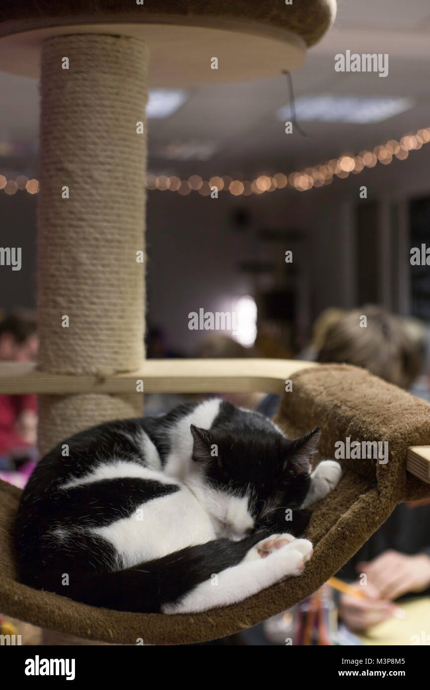 Cardiff, Royaume-Uni. 25 janvier 2018. Bonne féline Cat Cafe, Cardiff, héberge une 'Feline Arty Kitty Party' soir où les clients sont fournis avec un deux heure Banque D'Images