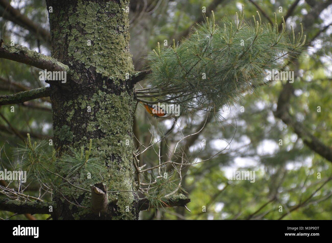 Un très rare en voie de disparition oiseaux oriol orange vif dans une nouvelle Angleterre Rhode island USA bois Banque D'Images