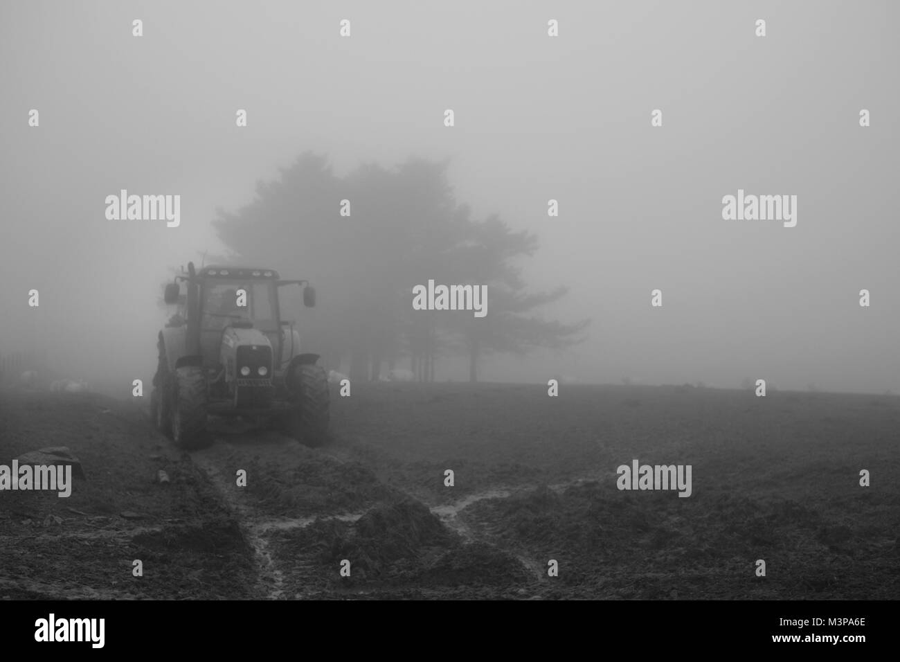 Un agriculteur nourrit leurs moutons dans les profondeurs d'un brouillard d'hiver Banque D'Images