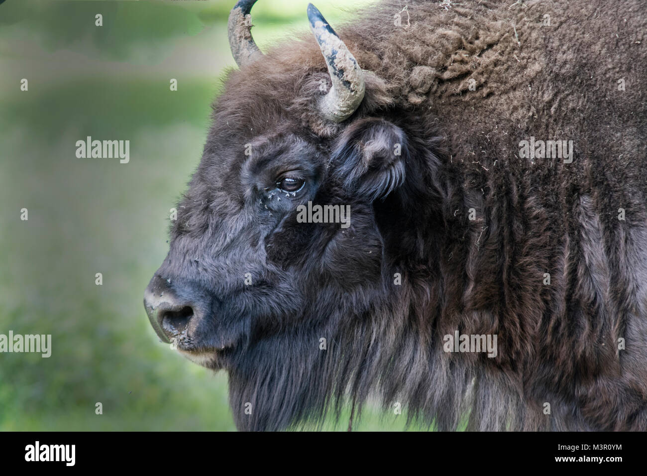 Bison d'Europe profil côté tête Banque D'Images