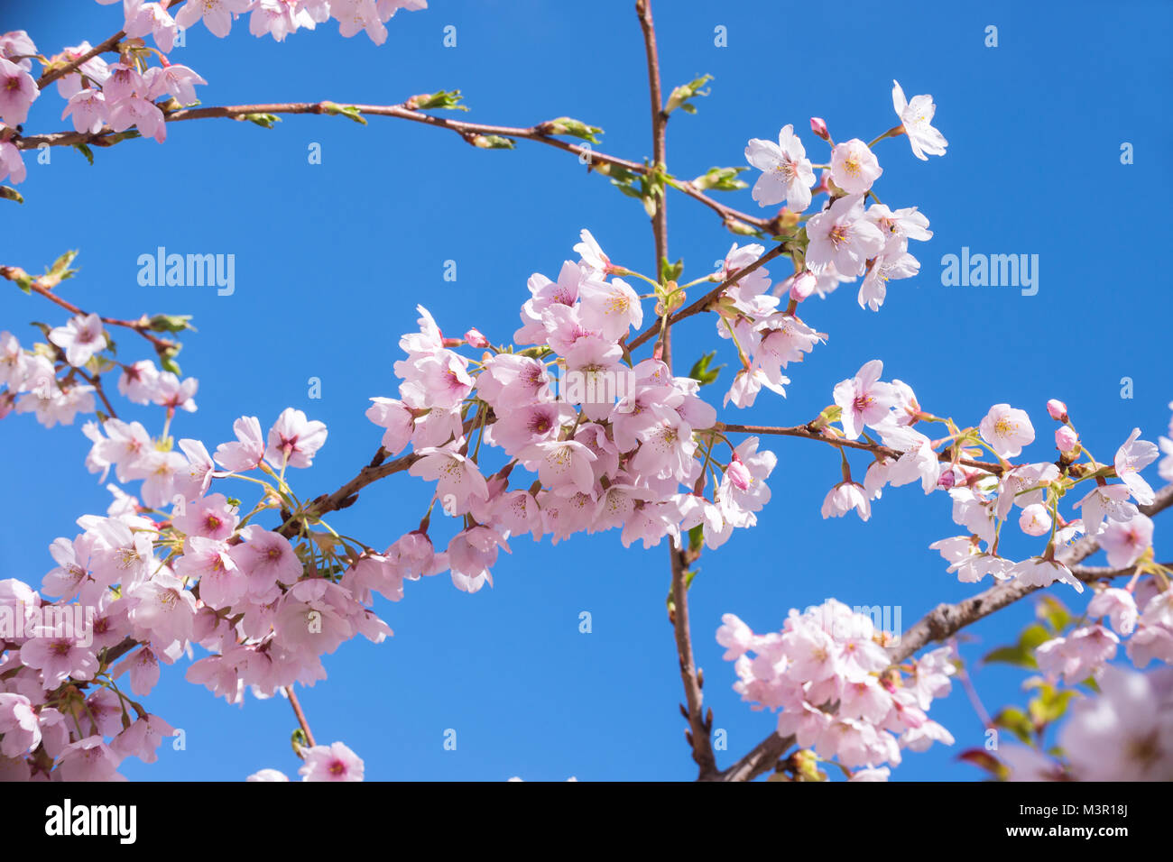 Printemps rose fleur de cerisier, le fond de ciel bleu Banque D'Images