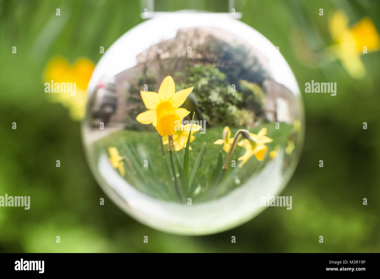 Les jonquilles vu par une bille de verre Banque D'Images