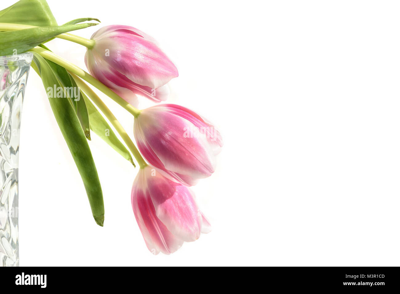 Magnifique bouquet délicat de tulipes roses avec une bordure blanche sur fond blanc Banque D'Images